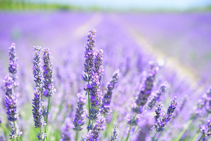 Hands with lavender, minimal and soft